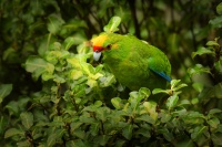 Kakariki zlutocely - Cyanoramphus auriceps - Yellow-crowned Parakeet - kakariki 3264